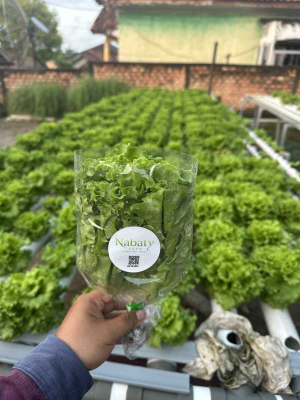 Sayur Selada Hidroponik