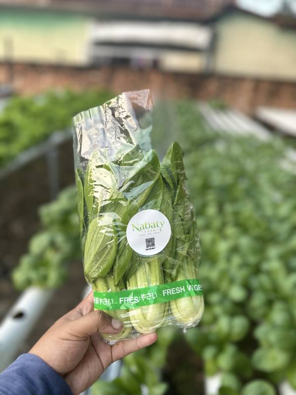 Sayur Pakcoy Hidroponik